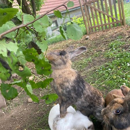 ホテル Andrella Auszeithof - Schlaferlebnis Im Holzfass Friedersbach エクステリア 写真