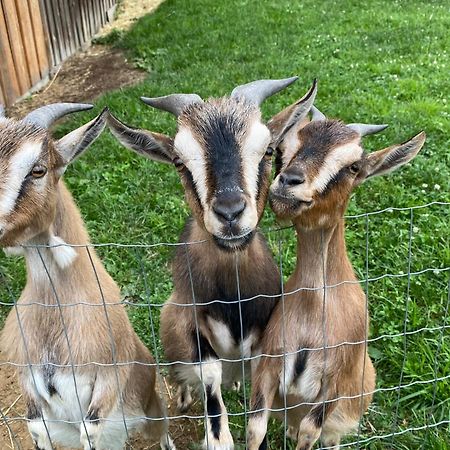 ホテル Andrella Auszeithof - Schlaferlebnis Im Holzfass Friedersbach エクステリア 写真